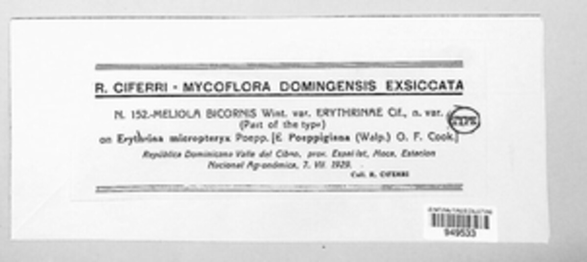 Meliola bicornis image